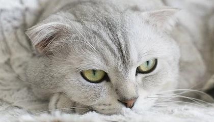 华体会-WBG拿下小龙反超经济，Xiaohu击杀Wei顺势拿下超神