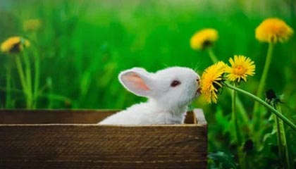 华体会-弗拉格17+8巴雷特31分 独行侠不敌猛龙7连败